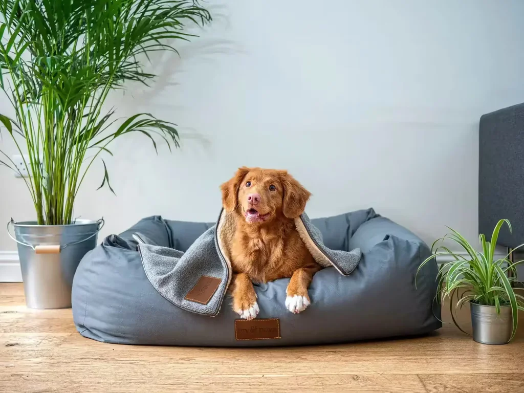 Dog on pillow